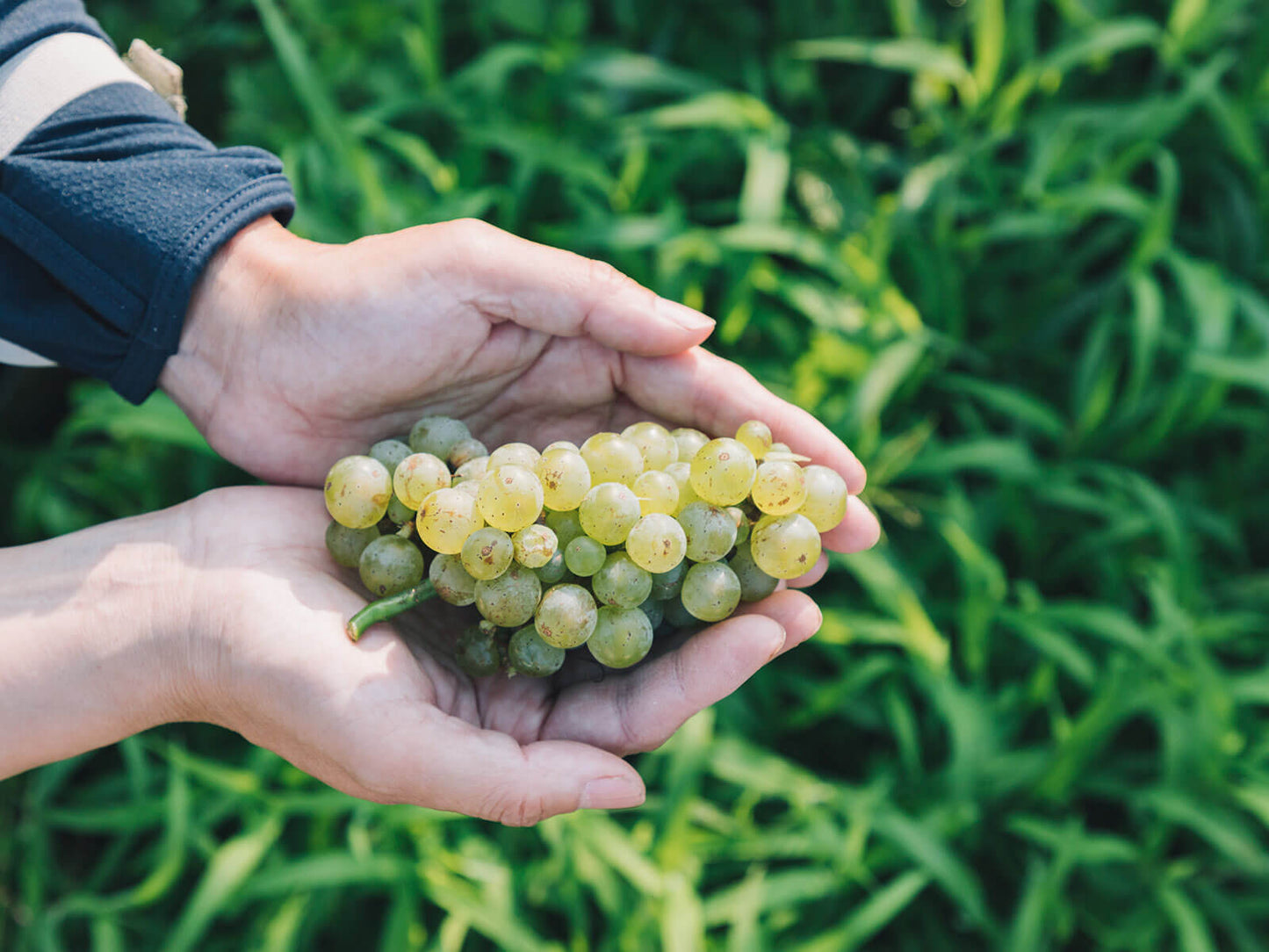 勹果(ほうか)のイメージ8